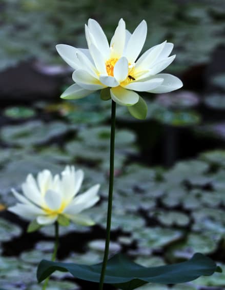 tử vi, tháng 7, con giáp