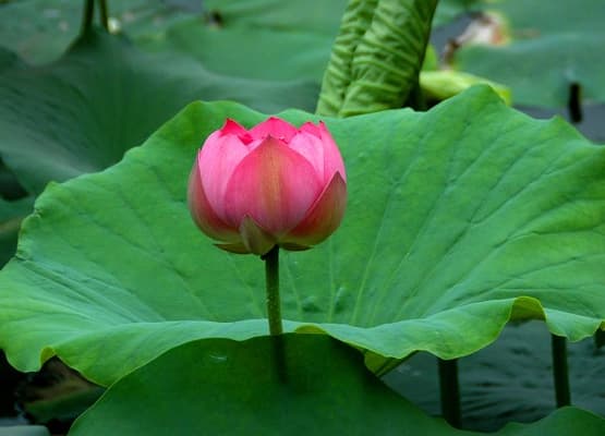 tử vi, tháng 7, con giáp