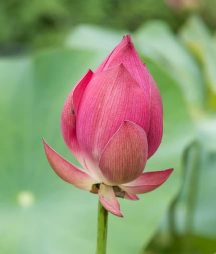 tử vi, tháng 7, con giáp