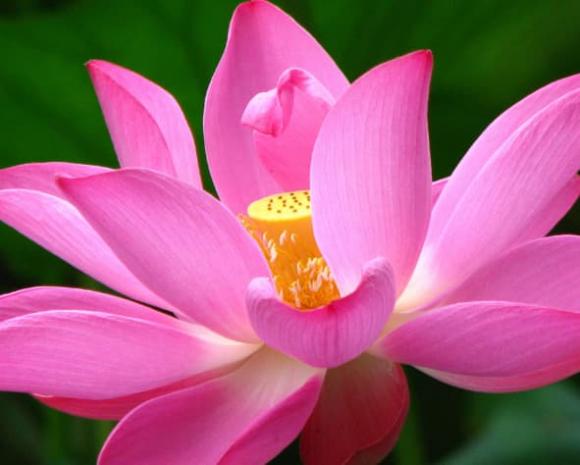 tử vi, tháng 7, con giáp